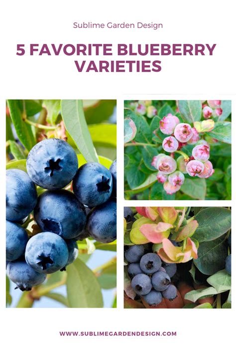 blueberry types | Sublime Garden Design | Landscape Design Serving Snohomish County and North ...