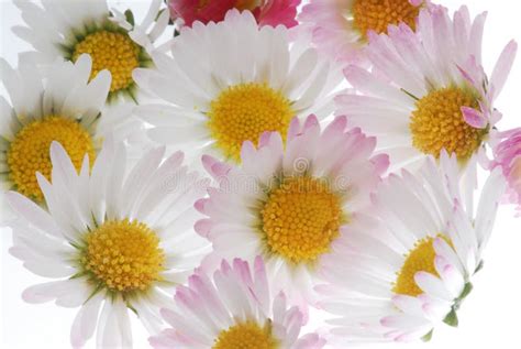 White daisy bouquet stock image. Image of blossoming, fresh - 5309599