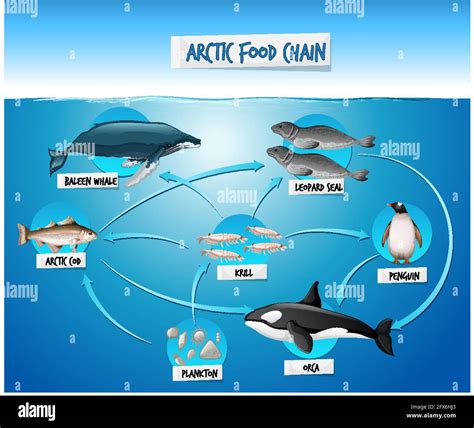 Arctic marine food web hi-res stock photography and images - Alamy