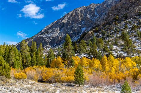 Fall Colors Mono County | Mono County, California | Steve Shames Photo Gallery