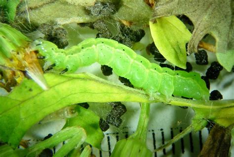 Garden Caterpillars Identification Australia | Fasci Garden