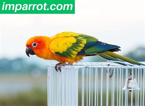 Sun Conure Lifespan (How Long Do Sun Conures Live) - imparrot