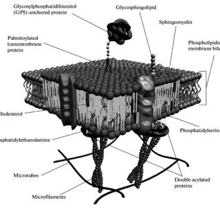 Membrane raft structure. The raft has a large amount of sphingolipids ...