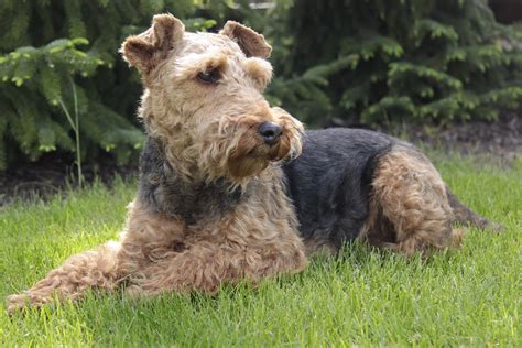 File:Welsh Terrier.JPG - Wikimedia Commons