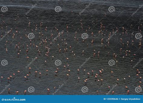 Lesser Flamingos. Flamingos on the Water of Lake Natron at Sunset ...