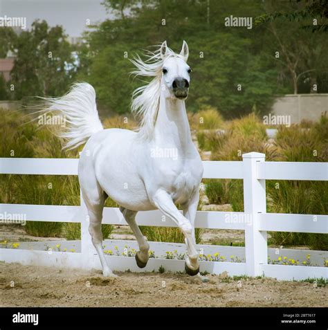 Arabian stallion white running hi-res stock photography and images - Alamy