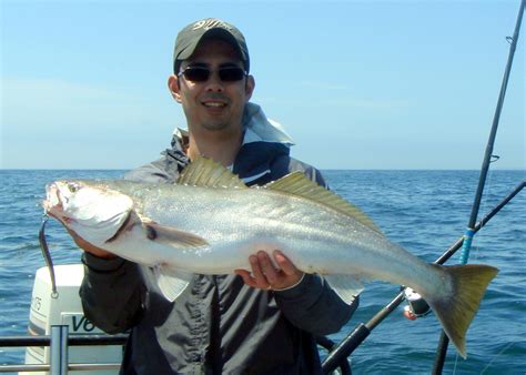 How to Catch White Seabass - Tips for Fishing for White Seabass