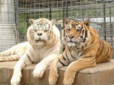 Kenny, the ‘ugliest’ white tiger bred in cruel bid to make money | Herald Sun