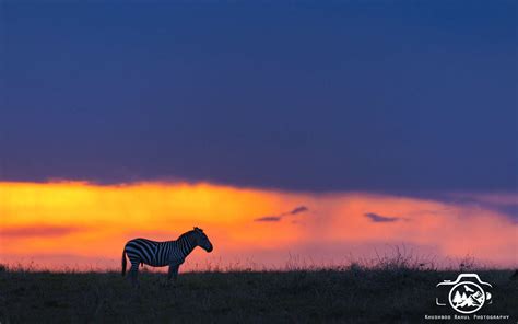 Kenya’s Best Wildlife Photography Tour - Incredible Birding