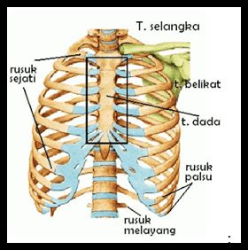 Sakit Tulang Iga Sebelah Kiri - Homecare24