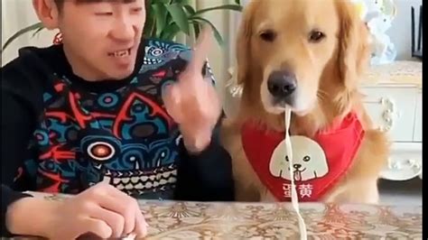 Funny compilation. Most funny interacting animals with humans. - YouTube