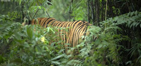 A Unique Bandhavgarh Tiger Safari - Bandhavgarh National Park