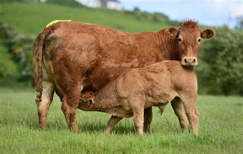 NORTHERN IRELAND LIMOUSIN CLUB FEMALE SALE SET FOR BANK HOLIDAY MONDAY ...