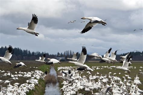 Snow Geese Migration Photograph by Jim Corwin - Fine Art America