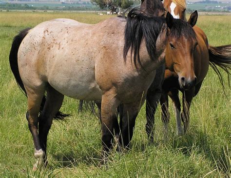 Bay Roan Quarter Horse - Google Search | Horses, Horse coat colors, Brindle horse