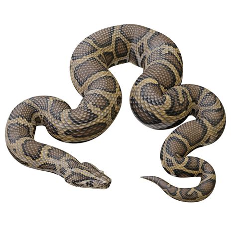 Burmese python animation 3D model - TurboSquid 1264730