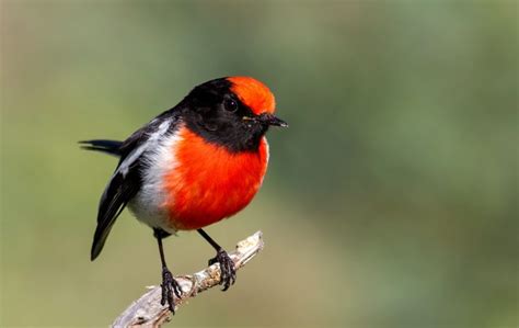 Incredible Facts About Red Robin’s You Didn’t Know – Animal Encyclopedia