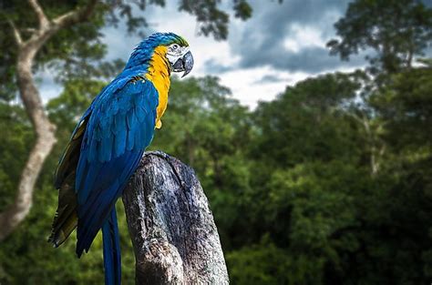 What Animals Live In The Amazon Rainforest? - WorldAtlas.com