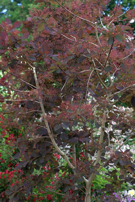 19 Different Smoke Tree Varieties - ProGardenTips