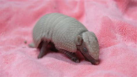 Armadillo Baby