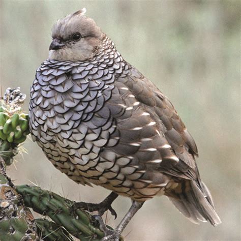 Habitat Requirements of Texas Quail