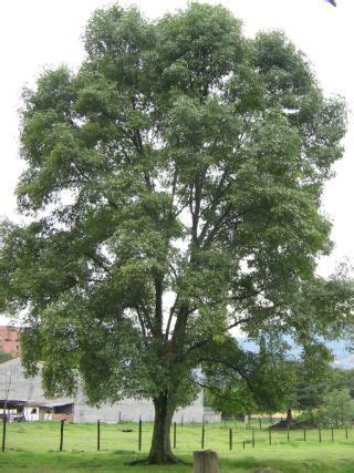 Very tall Mamoncillo Tree | Plantas, Flores, Arboles