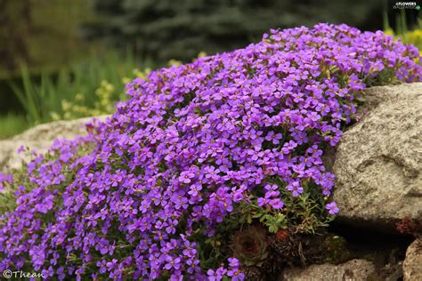 Stone, purple, Flowers - Flowers wallpapers: 2304x1536