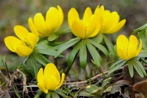 How to Grow Winter Aconite Flowers - Urban Garden Gal