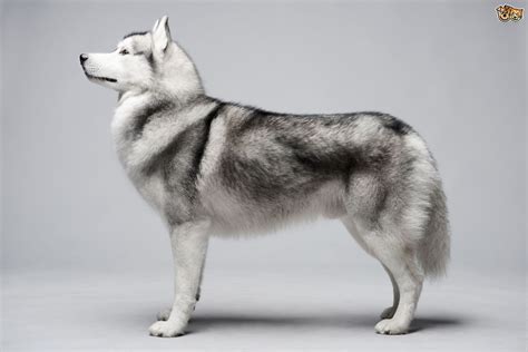 Silver Siberian Husky | Siberian husky dog, Dog breeds, Husky