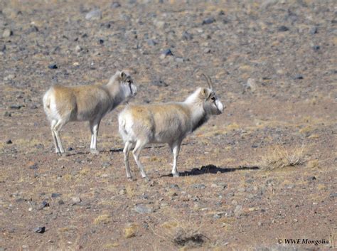 Mongolian Saiga Antelope population reached 5000 | Wildlife Tours Mongolia