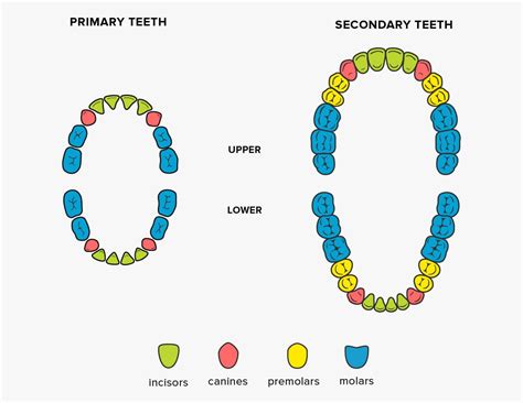 What Are the Different Types of Teeth Called? - Sure Dental