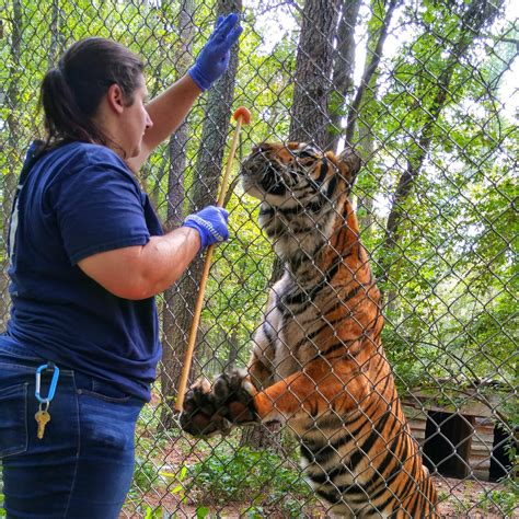 Dr. Hunter's Blog 5/5/20 - Carolina Tiger Rescue