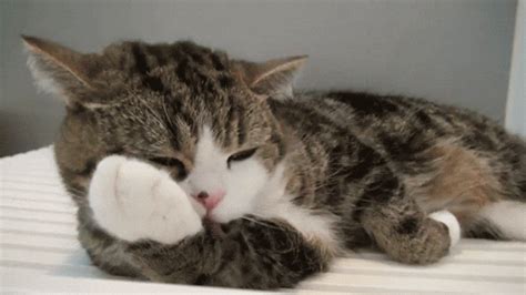 Lazy Cat GIF - Find & Share on GIPHY