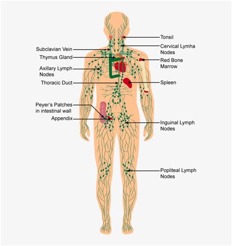 Discuss The Immune System Of The Body With A Neat Labelled - Labelled Diagram Of Immune System ...