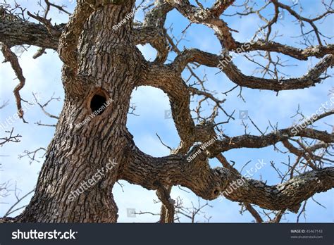 Hole In Tree Trunk Stock Photo 45467143 : Shutterstock