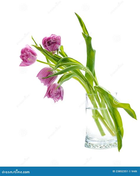 Pink tulips in vase stock image. Image of beauty, petal - 23852351