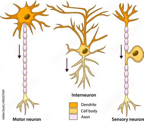 Schematic vector illustration of three types of neurons or nerve cells. Stock Vector | Adobe Stock