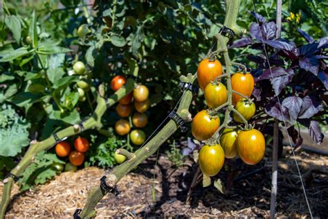 The 4 Best Tomato Clips and How To Use Them - Minneopa Orchards