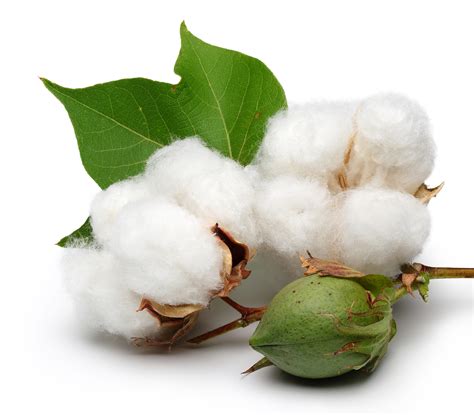 Organic Cotton & The GOTS certification