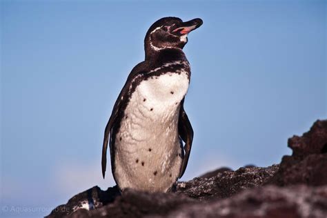 Galapagos Conservation and Preservation - Galápagos Eco Friendly: The Blog