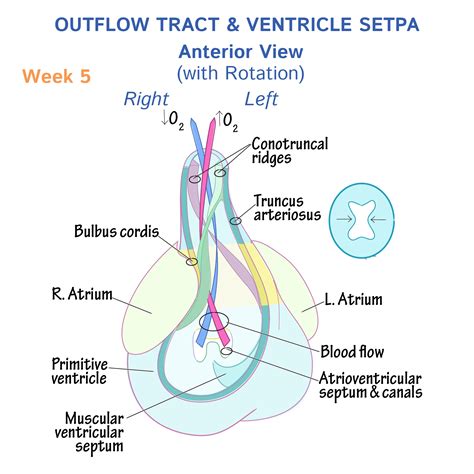 Embryology Glossary: Heart Development - Outflow Tract & Ventricle Septa | ditki medical ...