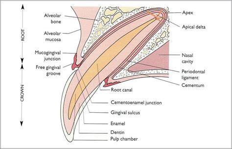 Dental Anatomy Of Canine Tooth Identification Images Human On | Canine ...