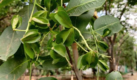 Arjun tree: Facts, uses, toxicity and care of Terminalia Arjuna