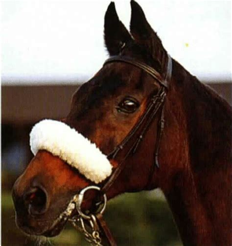 The immortal Red Rum, 3x winner of the Grand National, the world's most ...