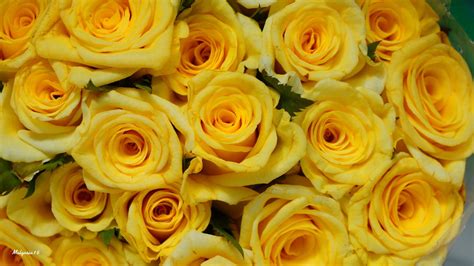 Yellow Roses Wallpaper (67+ images)