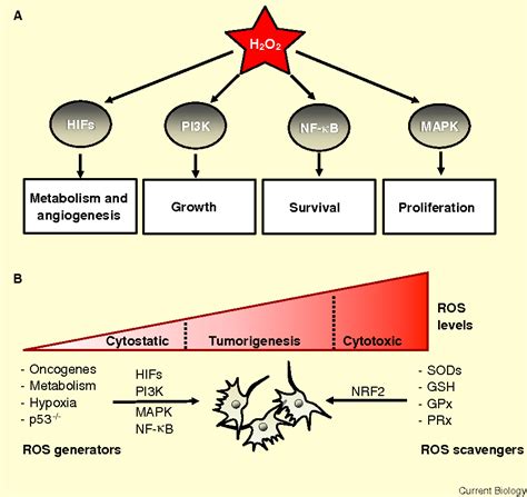 Figure 1 from ROS Function in Redox Signaling and Oxidative Stress ...