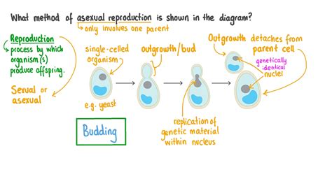 Question Video: Identifying the Process of Budding in a Diagram | Nagwa