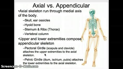 Axial vs. Appendicular skeleton - YouTube