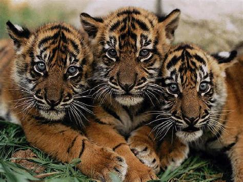 WWF - ENDANGERED ANIMALS