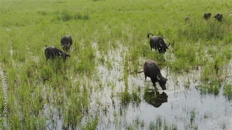 Water buffalo Bubalus bubalis Walking and feeding in tall grass in a ...